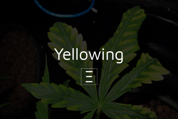 Yellowing | What is it?