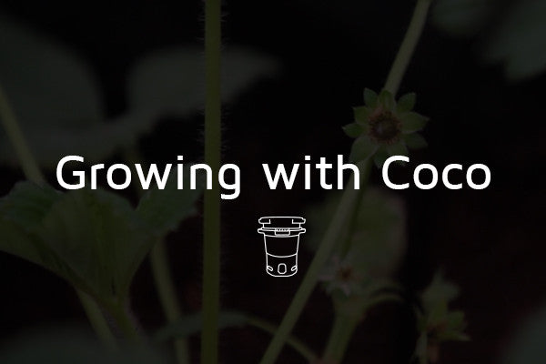 Growing with Coco Coir